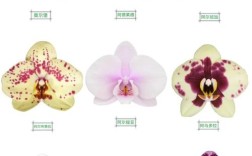 蝴蝶兰哪个品种分支性好？