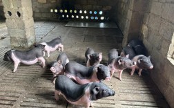 黑猪配什么品种能出花猪？