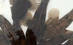 虎头呆子鱼养殖技术视频怎么学？