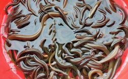 2025荆门黄鳝价格会涨还是跌？