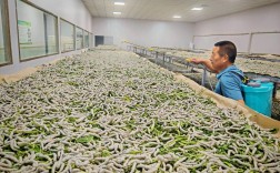 蚕蛹养殖技术视频怎么学才高效？