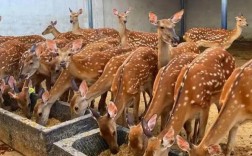 活鹿价格究竟多少钱一斤？