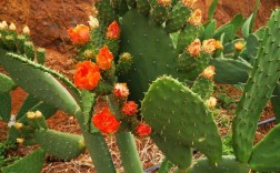 哪些仙人掌品种无需冬眠？