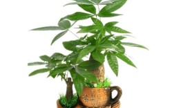 发财树的品种及价格