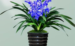 中国最珍贵兰花品种是哪一种？