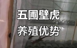 广西壁虎养殖技术视频怎么学？