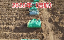 山药高产有哪些关键技术？