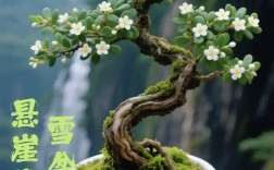 六月雪哪个品种最名贵？