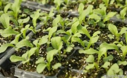 广菜心怎么种？视频教你关键技术！