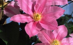 哪些大道铁线莲品种最值得种？