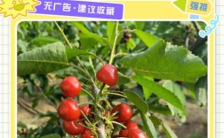 大樱桃定植后如何科学管理促早丰？