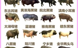 猪品种图片大全，哪种猪最适合养殖？