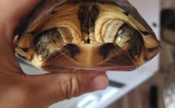 艾氏龟2025最新价格是多少？