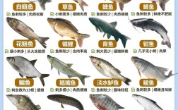 淡水鱼塘哪些品种价值高？