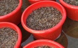 红色泥鳅苗价格批发价格