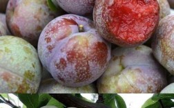 国内常见李子品种有哪些？