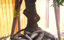 桂花矮的品种有哪些？