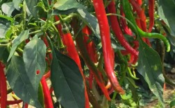 2025年青椒价格会涨还是跌？