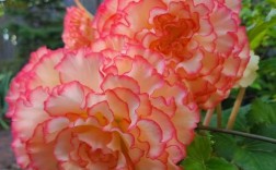 夫妻海棠品种到底有多少？