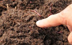 蚯蚓高效养殖技术视频如何快速上手？