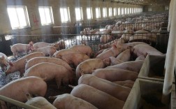 养猪技术视频哪里学？农广天地有妙招！