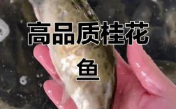 2025广东桂花鱼价格