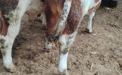 自繁自养牛的品种一定最好吗？