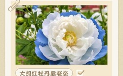 珍贵牡丹花品种有哪些？