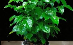 幸福树品种有哪些？图片大全能区分吗？