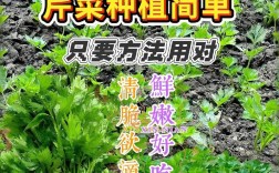 芹菜栽培管理有哪些关键技术？