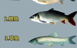 淡水鱼品种繁多，常见与特色养殖品种有哪些？不同品种的饲养难度和水质要求有何差异？