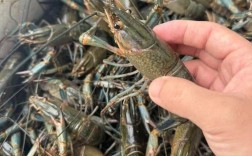 淡水小龙虾究竟有多少品种？