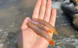 云南红尾巴鱼养殖技术有哪些要点？