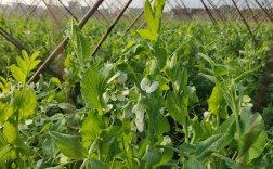 荷兰豆种植技术视频，新手必看要点？