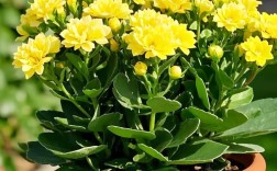 除了常见的红、黄、粉色，哪些长寿花品种因稀有特性或独特观赏价值而堪称珍贵？