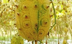 火参果种植技术CCTV详解，关键步骤有哪些？