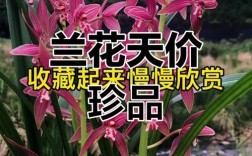 名贵兰花品种有哪些？