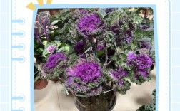 羽翼甘蓝怎么种？视频教你关键技术！