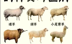 圈养选啥肉羊品种好？