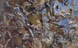 庭院林蛙养殖技术视频，如何高效养殖？