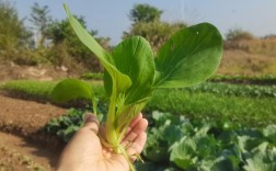 春季露天白菜种植如何防抽薹？温度、水肥、品种选择有哪些关键点？