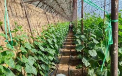 黄瓜种植技术全套视频，哪里能看？