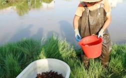 龙虾养殖技术有哪些关键点？