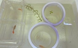 养殖鱼苗孵化技术视频