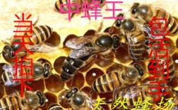 我国高产中蜂蜂王品种有哪些？