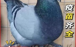 肉鸽种鸽价格多少？批发哪里靠谱？