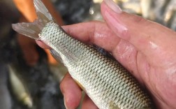 辽宁2025草鱼价格