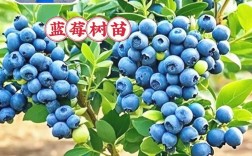 南方适合种哪些蓝莓品种？