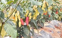 工业辣椒种植技术视频有哪些关键要点？