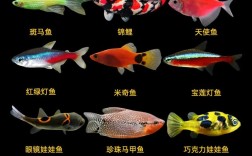 温带观赏鱼有哪些常见品种？